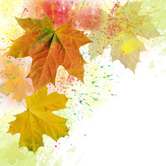 Wall Mural - leaf maple  on background watercolor