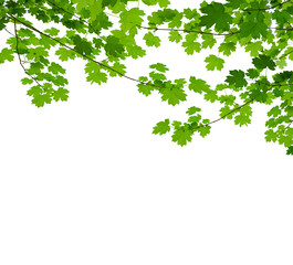maple branch