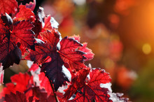 Red Vine Autumn Leaves Background