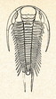 Trilobite Paradoxides bohemicus