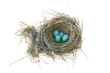 Robin's Bird Nest