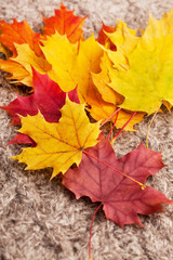 Wall Mural - autumn leaves