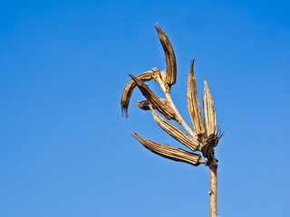 dead tree against blue cloudy sky