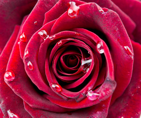 beautiful red rose with drops close up