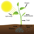 Scheme of photosynthesis