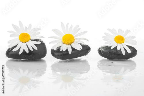 Fototapeta na wymiar Three stones with daisies on the water