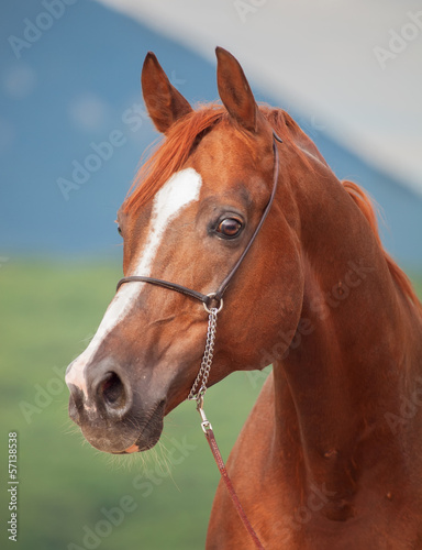 Nowoczesny obraz na płótnie portrait of beautiful sorrel arabian stallion