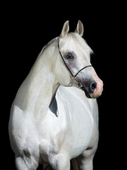 Obraz na płótnie ssak portret zwierzę koń rodowód