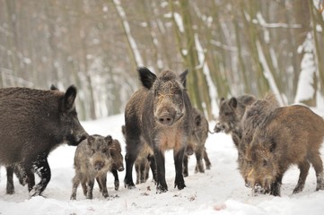 Wall Mural - wild boar