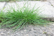 grass on pavement