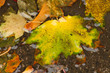 Herbstblätter in Pfütze