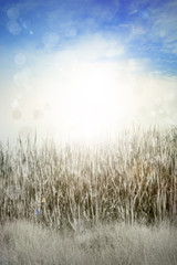 Canvas Print - Grass and sky