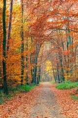 Colorful autumn park