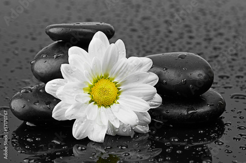 Fototapeta na wymiar black stones and white flower with water drops