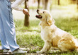 © Soloviova Liudmyla - Golden Retriever outdoor training process