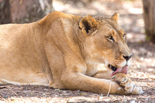 Lioness Licking Her Paw