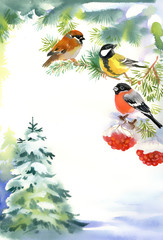 Fototapeta Two birds and bullfinch on the snowy branch