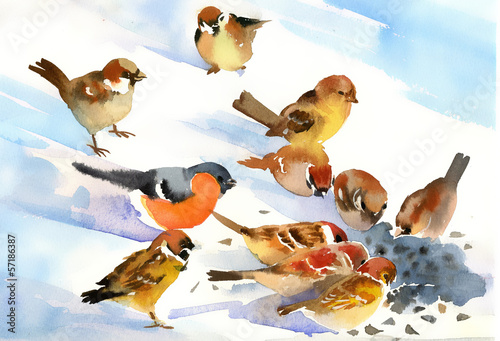 Obraz w ramie Birds eat the seeds on the snow