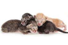 New Born Kitten Family On White Background