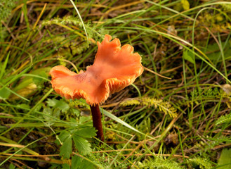 brown mushroom in the woods in the grass