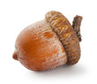 Ripe brown acorn