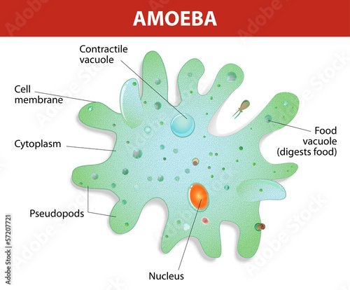 Structure of an amoeba proteus Poster Mural XXL