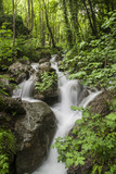 Fototapeta Las - Small waterfall in the woods