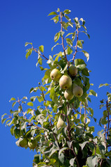 Ripe pear on a tree 2