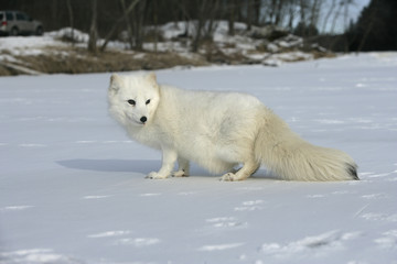 Sticker - Arctic fox, Alopex lagopus