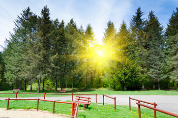 Wall Mural - forest background