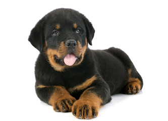 Fototapete - puppy rottweiler
