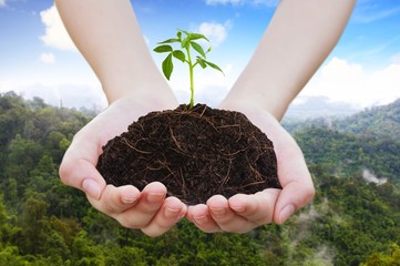 Sapling on pile on hand, View background II