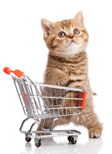 British Cat With Shopping Cart Isolated On White. Kitten Osolate