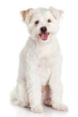 Poster - Beautiful Dog isolated on white background