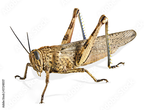 Fotografía Locust isolated on white background