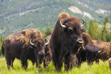 American Bison Or Buffalo