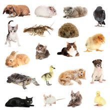 Collage Of Different Cute Animals