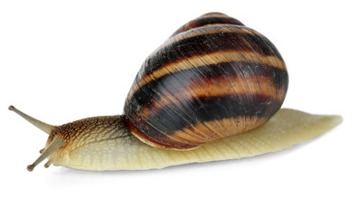 Wall Mural - Snail isolated on white