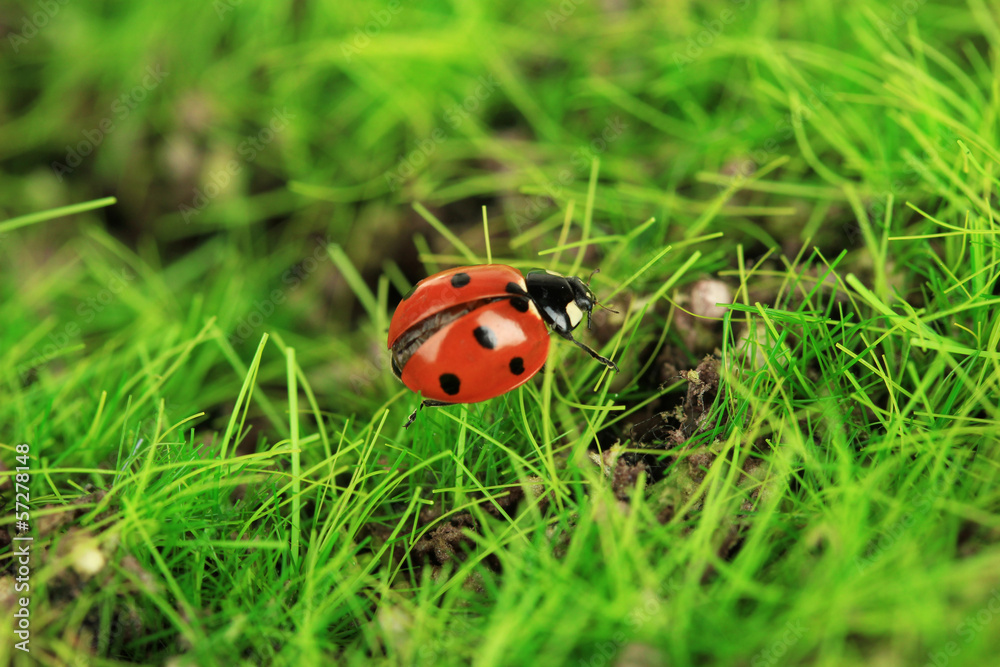 Beautiful ladybird on green moss, close up