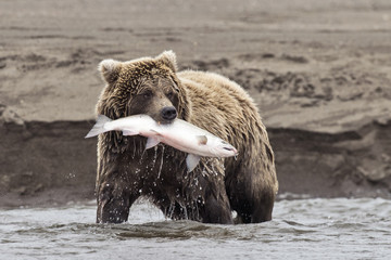 coastal brown bear with catch