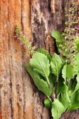 Canvas Print - Holy basil