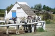 Portrait of nice horses wild in camargue french Region