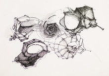 Seashells Ink Drawing