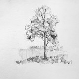 Fototapeta  - Hand drawing sketch of tree by pencil on a white paper