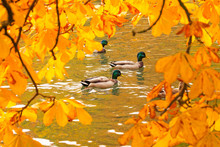 Ducks Swimming Across The Pond In Autumnal Park