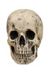 © daseaford - A Spooky Human Skull on a White Background.