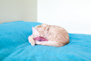 Wall Mural - Small Kitty With Red Pillow