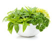Fresh herbs in bowl