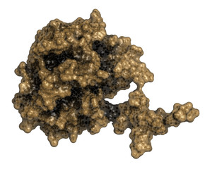 Poster - Prostate-specific antigen (PSA, gamma-seminoprotein)