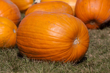 big pumpkin